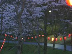 青山の夜桜