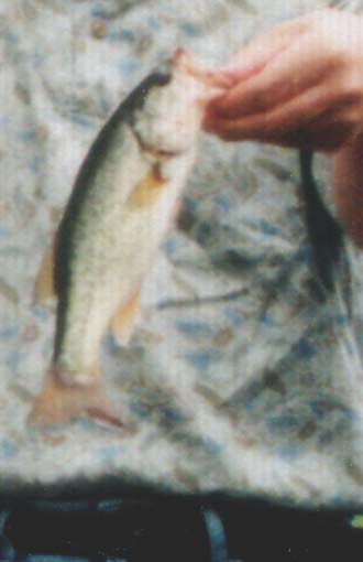 Hobby��Bass Fishing