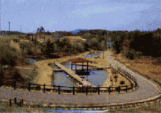 ���R�ӂ邳�Ƃ̐X