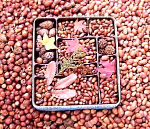 �����E�����̂͂��̒��̂ق�̈ꈬ��B